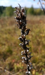 Pedicularis uralensis