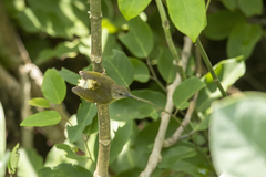 Camaroptera brachyura intercalata