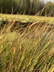 Carex limosa