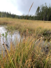 Carex limosa