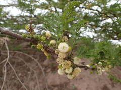Vachellia robusta clavigera