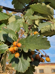 Scandosorbus
