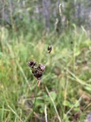 Juncus longistylis