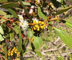Eucalyptus gracilis