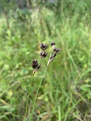 Juncus longistylis