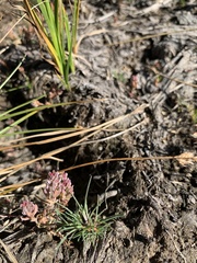 Polygonum polygaloides