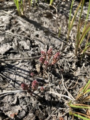 Polygonum polygaloides