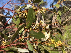 Eucalyptus gracilis