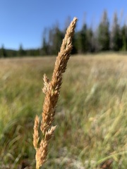 Calamagrostis stricta