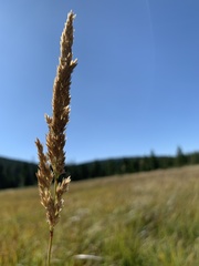 Calamagrostis stricta