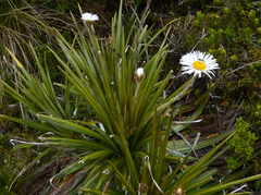 Celmisia armstrongii