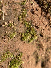 Bryum dichotomum