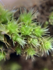 Bryum dichotomum
