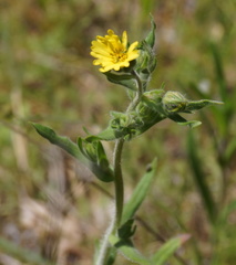 Madia citriodora