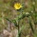 Lemon Scented Tarweed - Photo (c) cloudya, some rights reserved (CC BY-NC), uploaded by cloudya