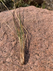 Juncus parryi
