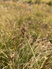 Carex leporinella