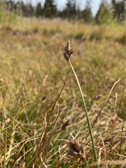 Carex leporinella
