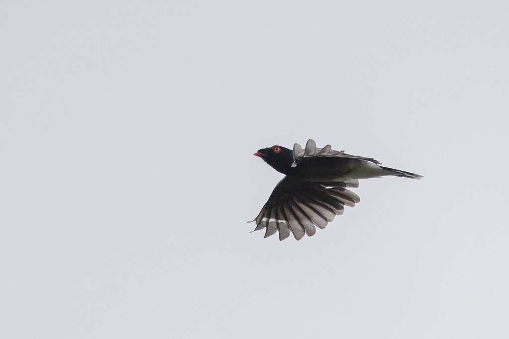 Gabela Helmetshrike