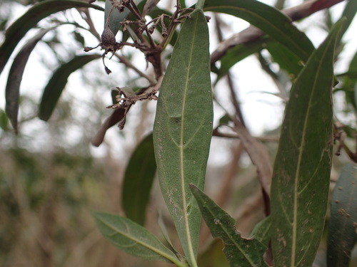 Image of Pavetta lanceolata by (c) Mahomed Desai, some rights reserved (CC BY)