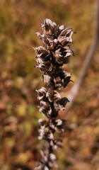 Pedicularis uralensis