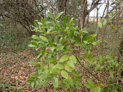 Kraussia floribunda