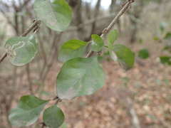 Ehretia rigida silvatica