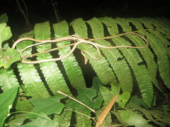 Oxybelis rutherfordi