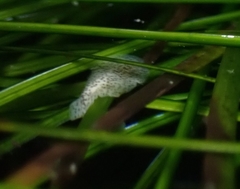 Enchiridium punctatum