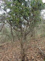 Ehretia rigida silvatica