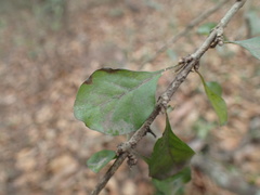 Ehretia rigida silvatica