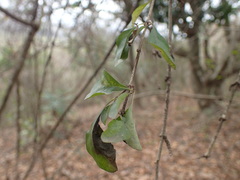 Ehretia rigida silvatica