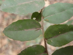 Dovyalis rhamnoides