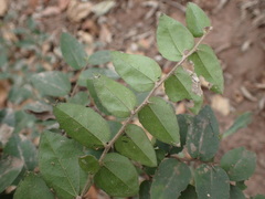Dovyalis rhamnoides