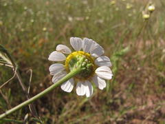 Oncosiphon africanus