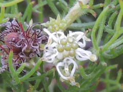 Serruria inconspicua