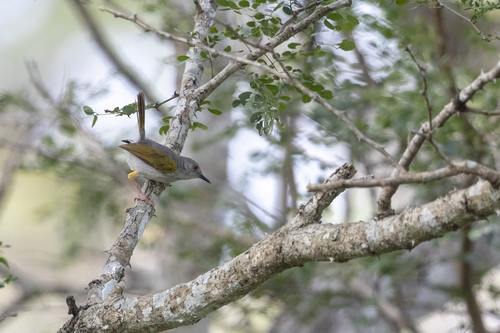 iNaturalist image