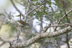 Camaroptera harterti
