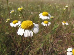 Oncosiphon africanus