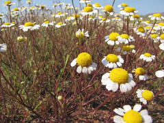 Oncosiphon africanus