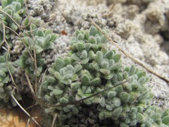 Draba ossetica