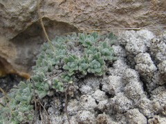 Draba ossetica