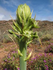 Ornithogalum xanthochlorum
