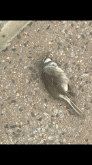 Zonotrichia albicollis