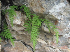 Woodsia caucasica