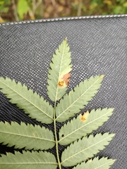 Gymnosporangium cornutum