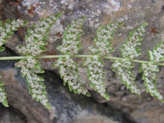 Woodsia caucasica