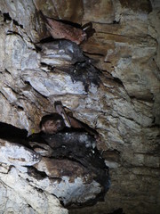 Steatornis caripensis