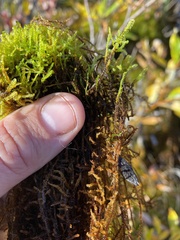 Drepanocladus