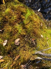 Drepanocladus
